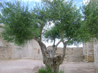 bialo