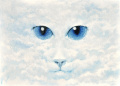 Kamuflaż- Kot w chmurach
