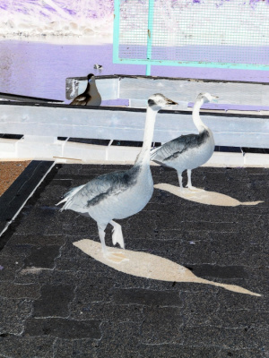 Canada Geese (Inside Out)