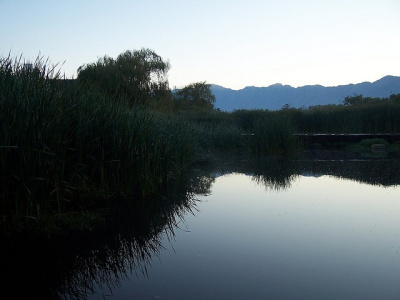 Dawn