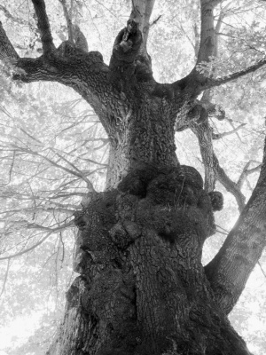 The Old Maple