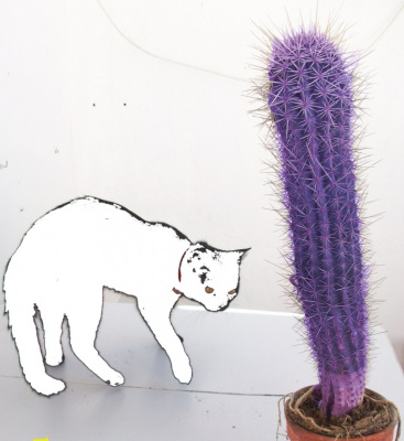 KatKtus