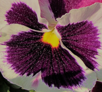 egreta motyla