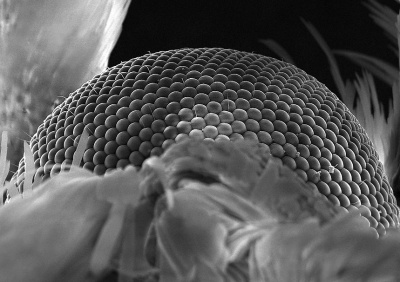 Aliens in My Garden 01