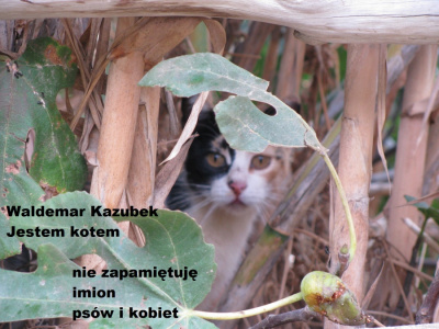 Pocztówka z Cheshire
