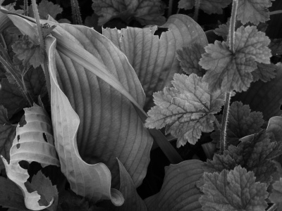 Green Leaves in Black & White 2