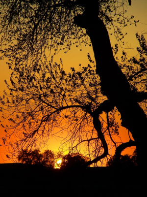 Sunset on the old river road, Madera, California USA