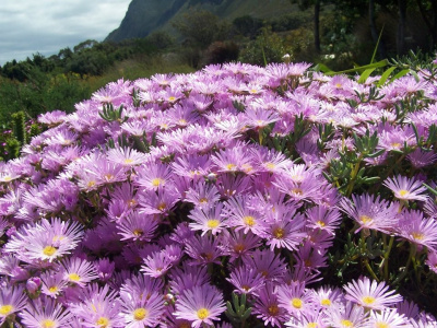 Daisies