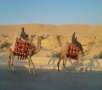 Camels in the Pyramids Area