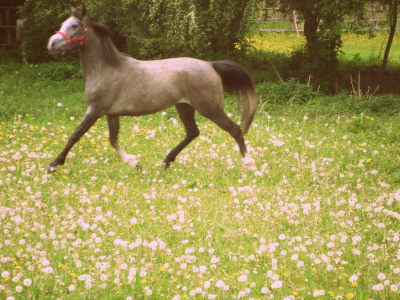 kłus .