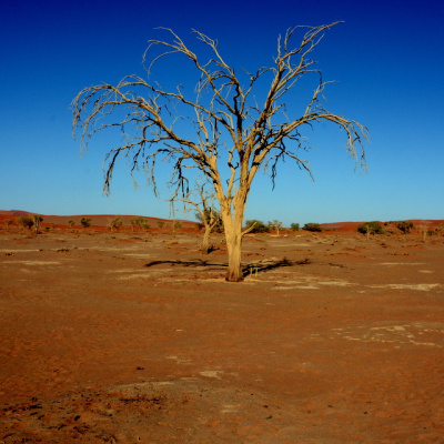 to drzewo nie żyje od 400 lat, a wciąz trwa, jak dekoracja teatralna (Namibia)