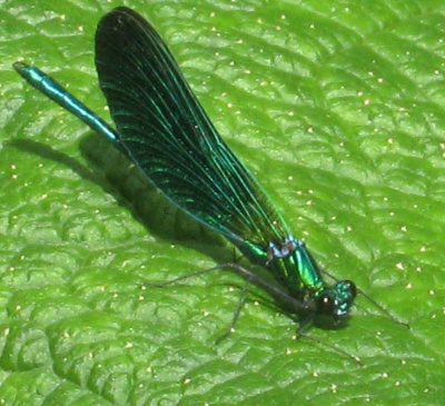 The Year Of The Dragon-fly 2012.