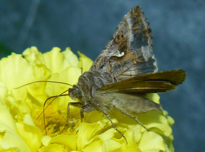 zawisak 1