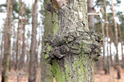 ślad