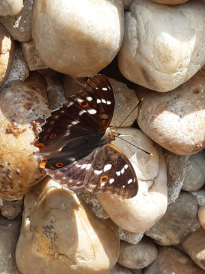 motyl