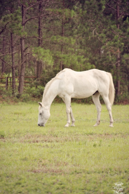 Horse in the field