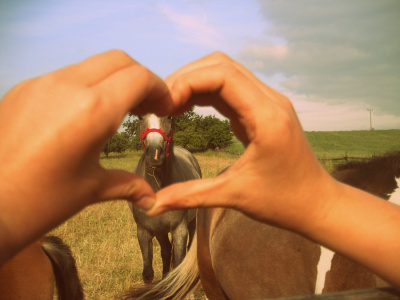 Horses . ♥