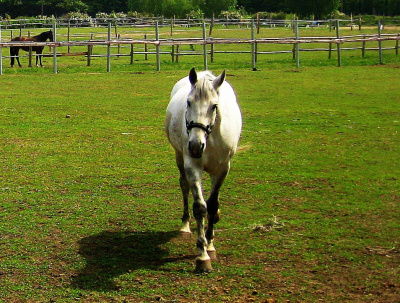 Rafał