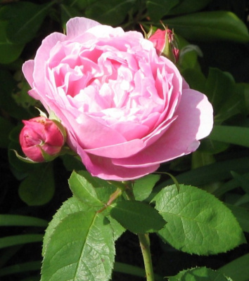 Wild Jersey Rose 2012.