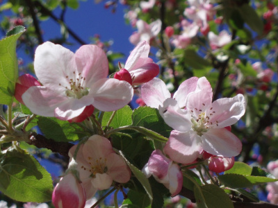 Flowers 5