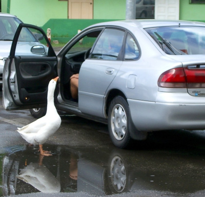 That puddle is mine!