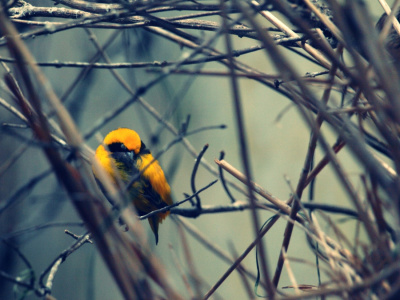Yellow Bird