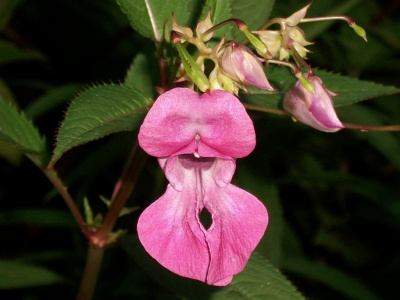 Snap Dragon