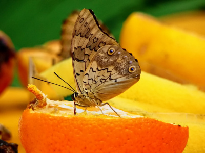 Butterfly 5