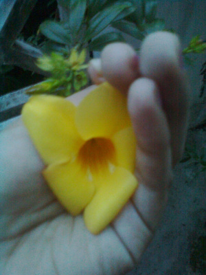 Evening Magic....