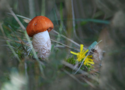Kozaczek