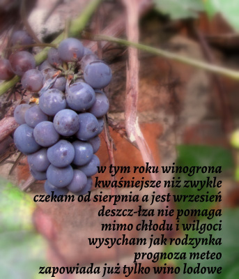 jeden kieliszek