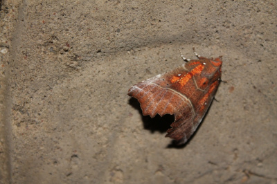 heterocera