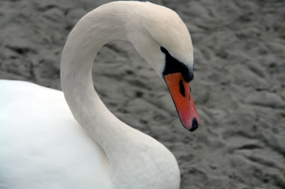 Łabądek