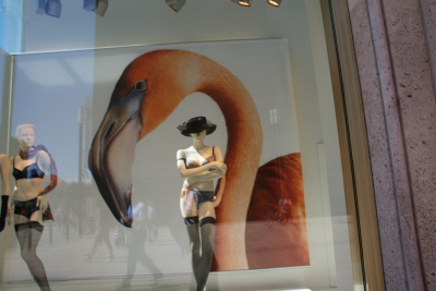 Flamingi