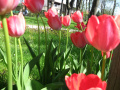 Tulipany