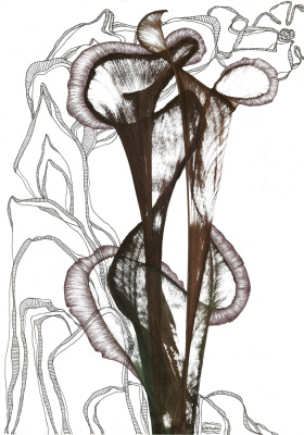 Floryzmy zimowe