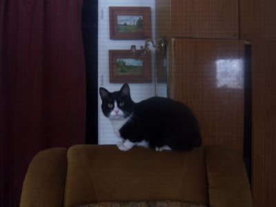 Miś