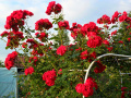 Czerwone róże  działkowe, ogródkowe - fotografia numer Trzynaście.
