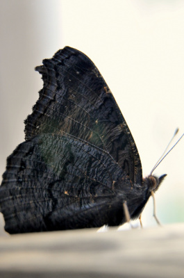 motyl