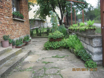 A view from the back door