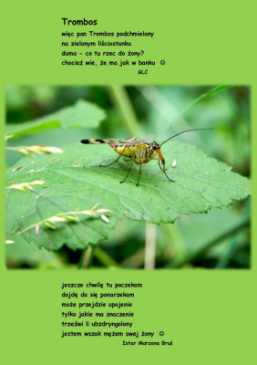 Trombos