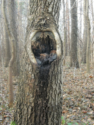 krzyk