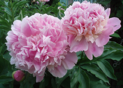 Flowers 4
