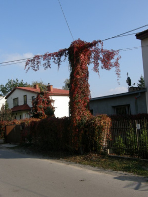 ukrzyżowana jesień