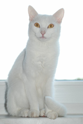 Mimi