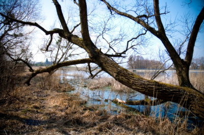 tęsknota