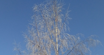 Oszroniona brzoza