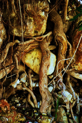 root