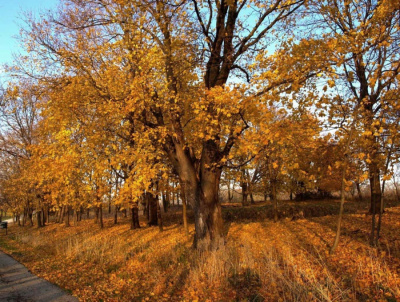 Jesień w Illinois 3