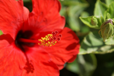 Hibiskus